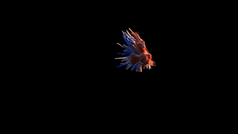 Orange and blue particle trails